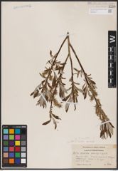 Foto von Salix candida Flüggé ex Willd.